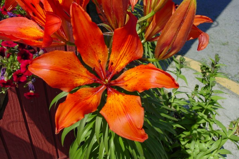 062404 Haines AK (10022)